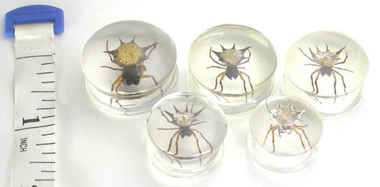 Spider - Real Spider inside Acrylic Plug - 16mm-24mm - Price Per 1Spider - Real Spider inside Acrylic Plug - 16mm-24mm - Price Per 1