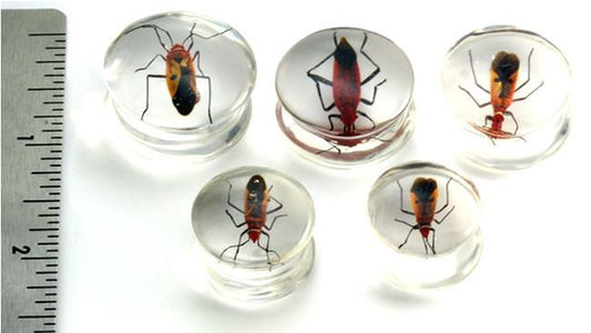 Red Bug or Pyrrhocorid inside an Acrylic Plug for Gauged Ears - 16mm - 24mm - Price Per 1Red Bug or Pyrrhocorid inside an Acrylic Plug for Gauged Ears - 16mm - 24mm - Price Per 1